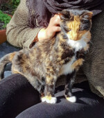 2018-10-24 Katze Svg+xml,%3Csvg%20xmlns%3D%22http%3A%2F%2Fwww.w3